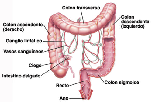 Cáncer de Colon y recto